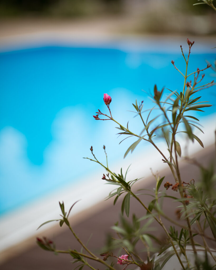 fotograf nunta bucuresti pret