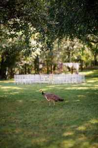 fotograf nunta domeniul manasia pauni