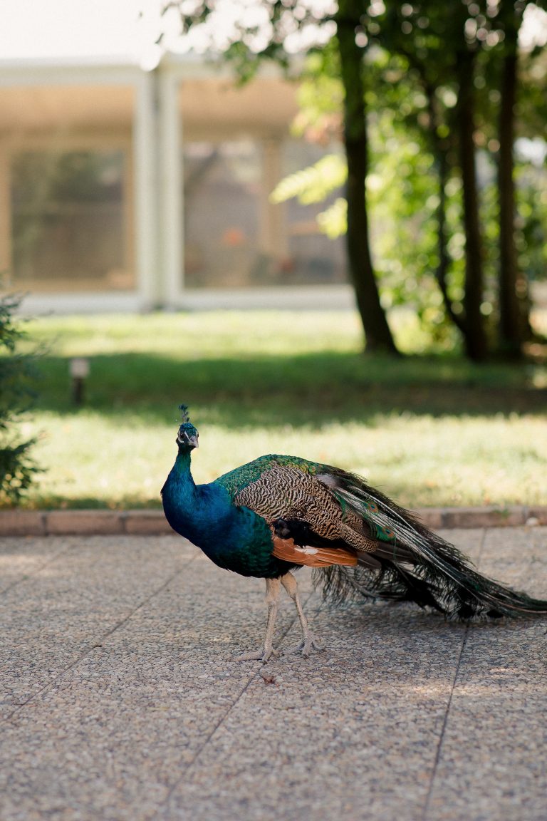 pauni liberi domeniul manasia