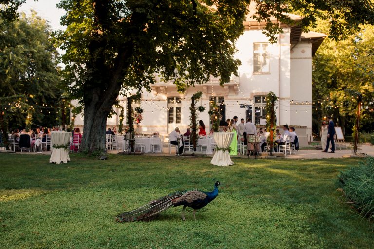 pauni domeniul manasia