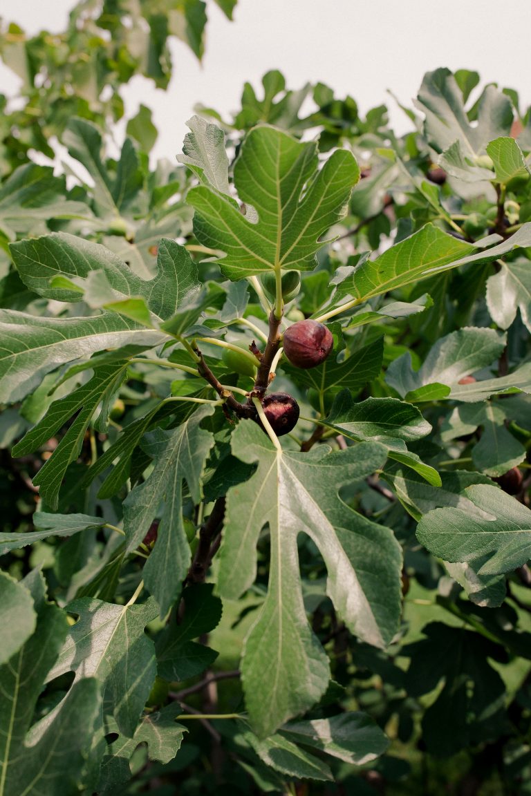 gradina cu licurici nunta