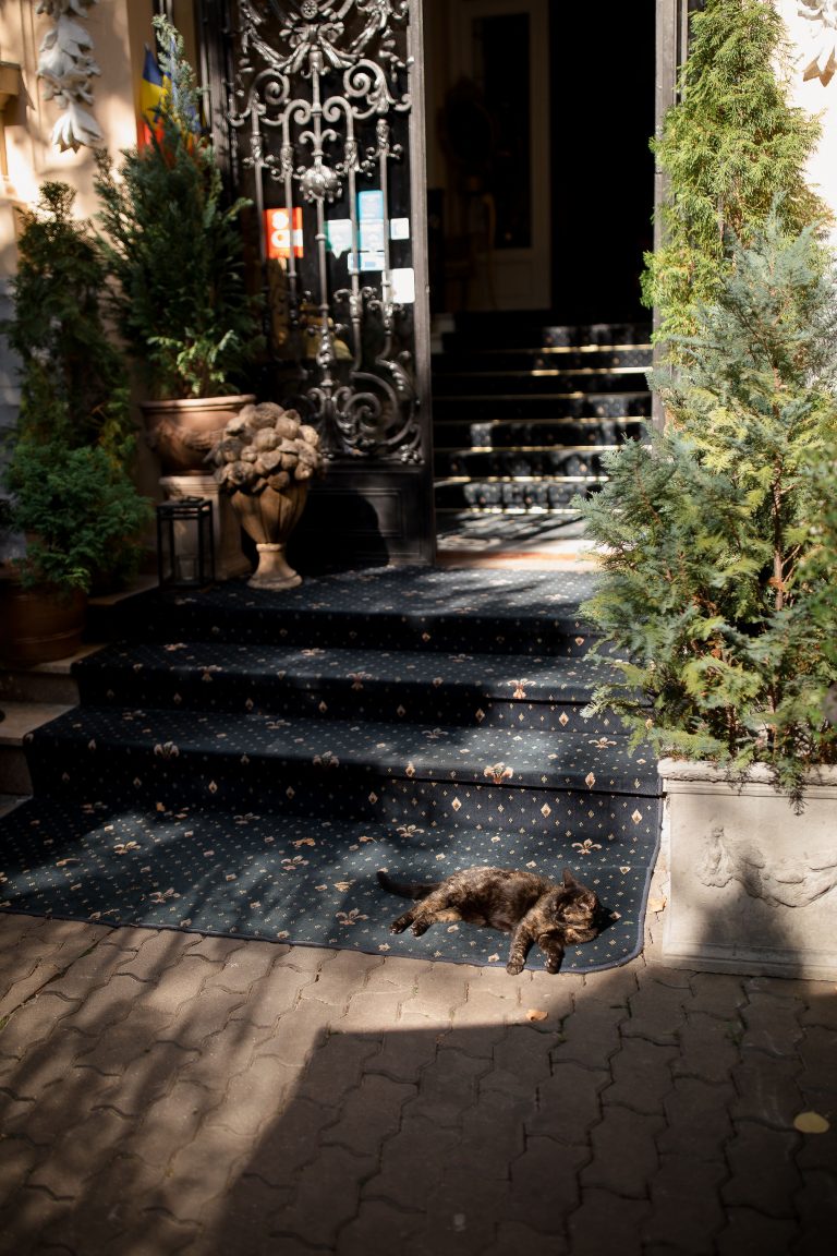 fotograf nunta bucuresti