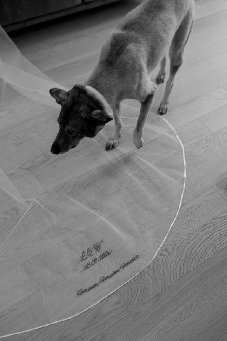 cainele pe voalul miresei