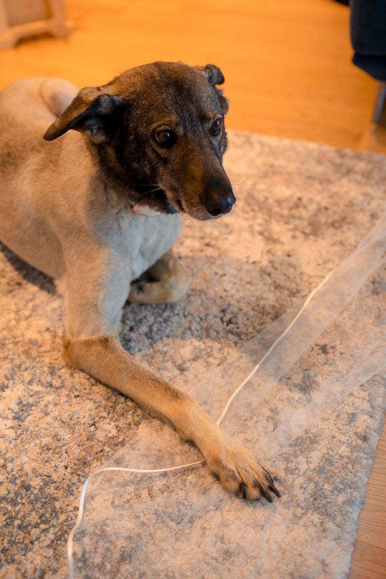 cainele pe voalul miresei