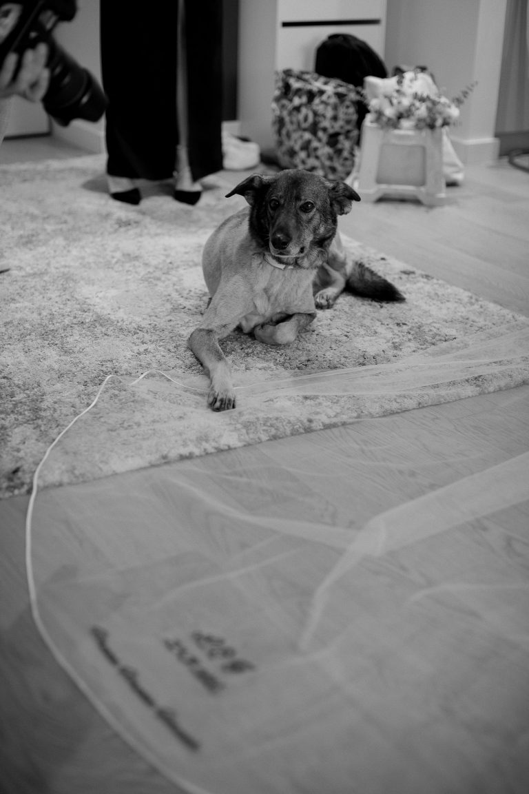 cainele pe voalul miresei