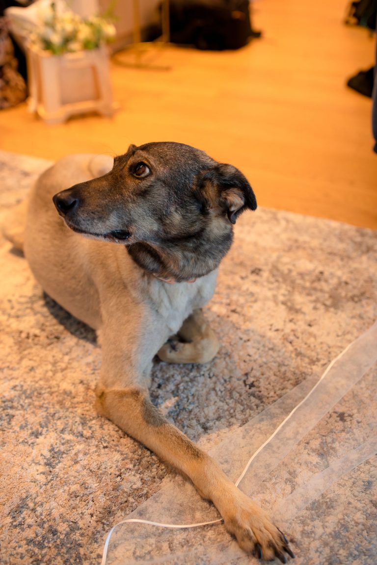 cainele pe voalul miresei