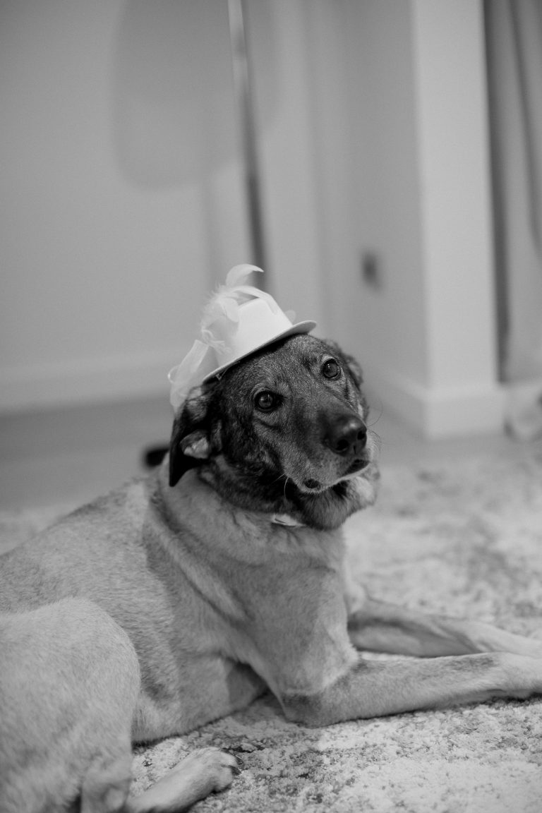 fotograf nunta bucuresti