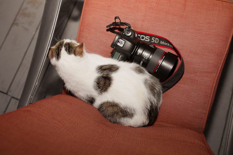 fotograf nunta hadar chalet inima padurii