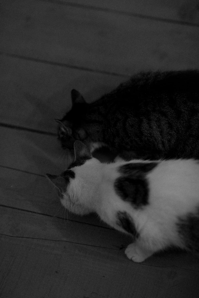 fotograf nunta hadar chalet inima padurii