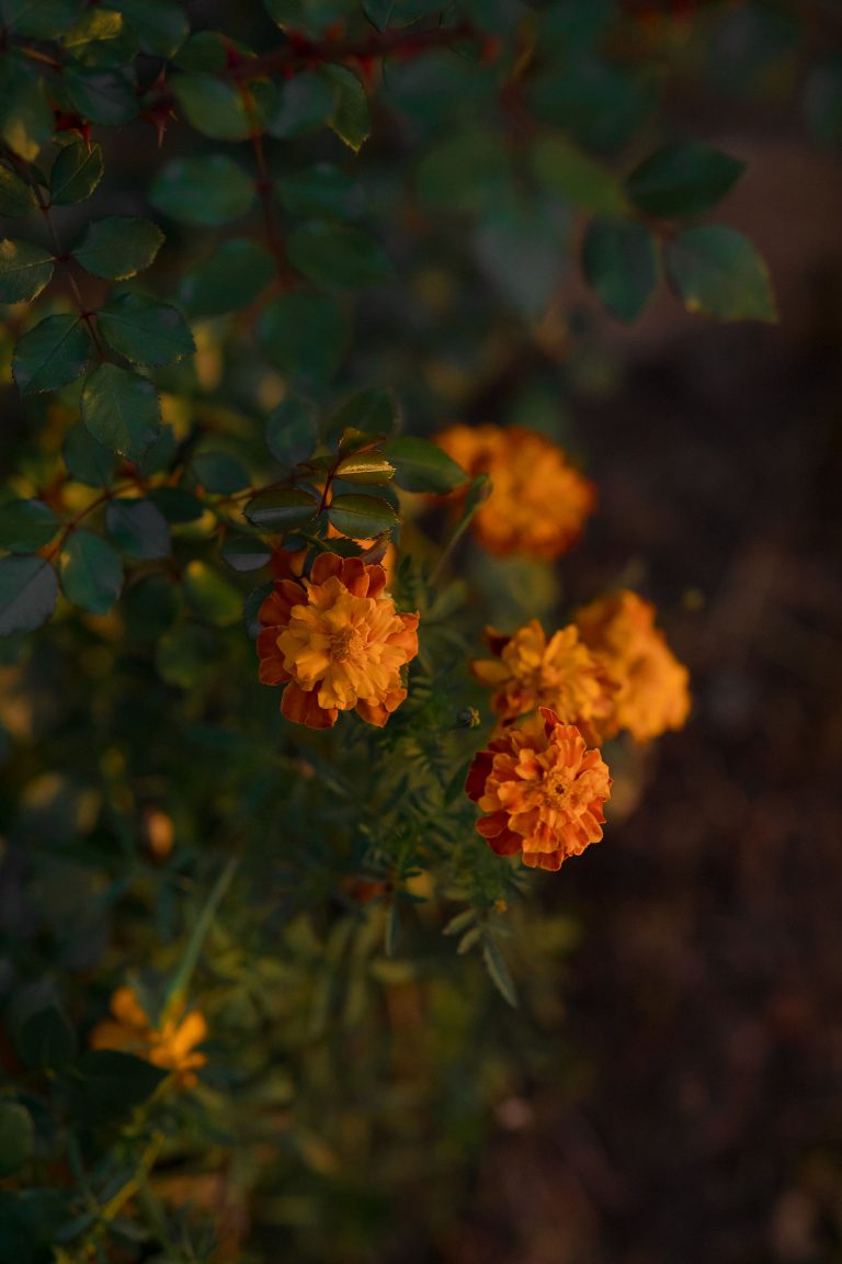 fotograf nunta hadar chalet inima padurii