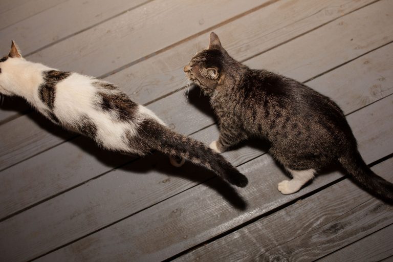 fotograf nunta hadar chalet inima padurii