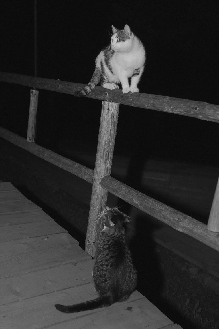 fotograf nunta hadar chalet inima padurii