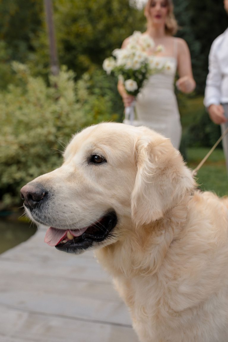 fotograf nunta hadar chalet inima padurii