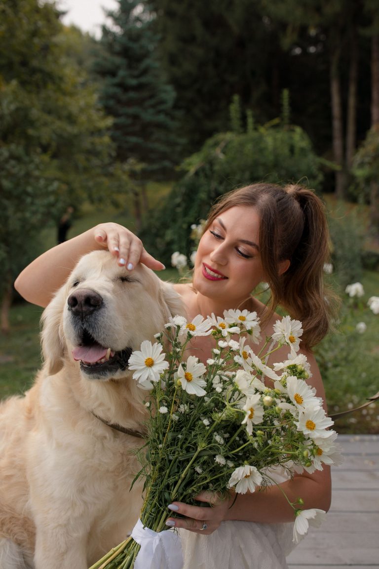 mireasa si caine golden